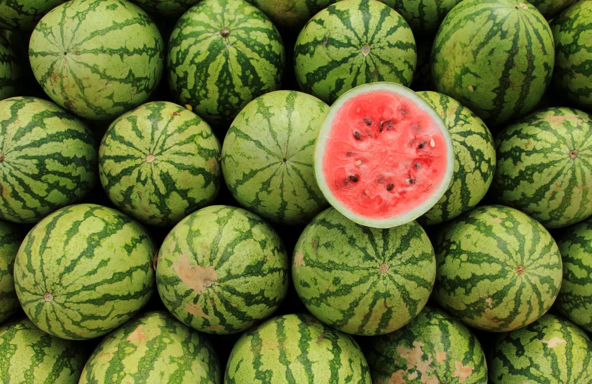 Dưa Hấu